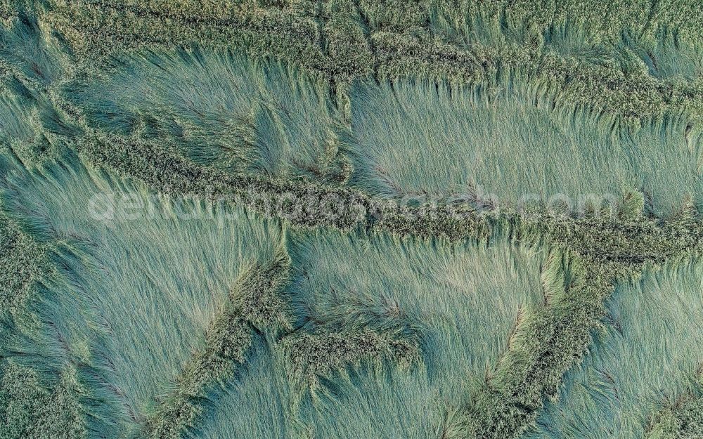 Petersdorf from above - Young green-colored grain field structures and rows in a field in Petersdorf in the state Brandenburg, Germany