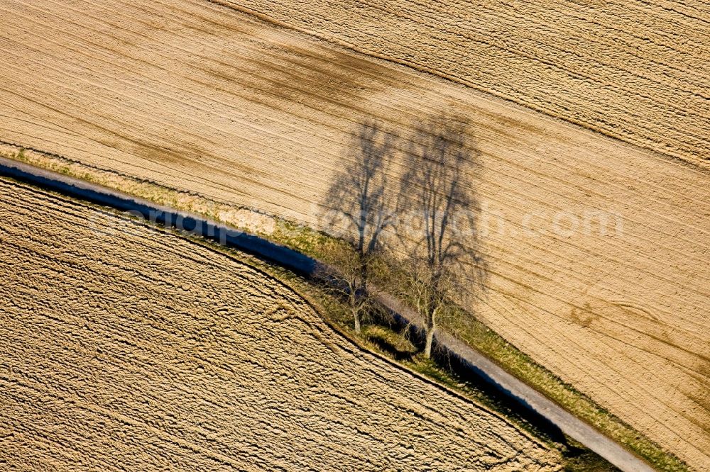 Steinseltz from above - Wintry tree and its shadow on a field road in Steinseltz in Alsace-Champagne-Ardenne-Lorraine, France