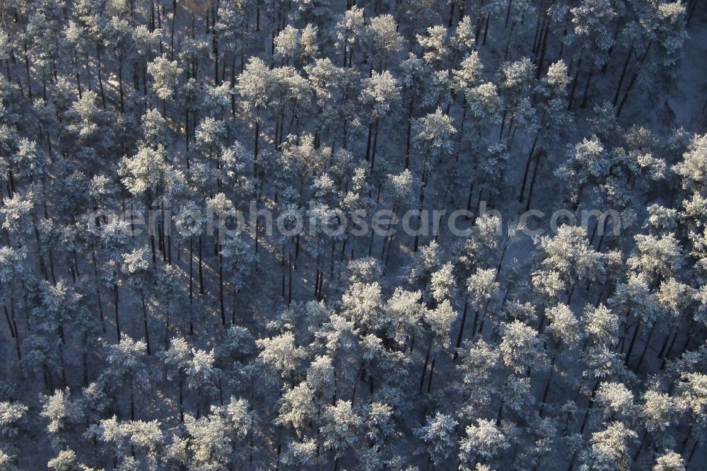 Eichhorst from above - Wintry snowy Treetops in a wooded area in Eichhorst in the state Brandenburg