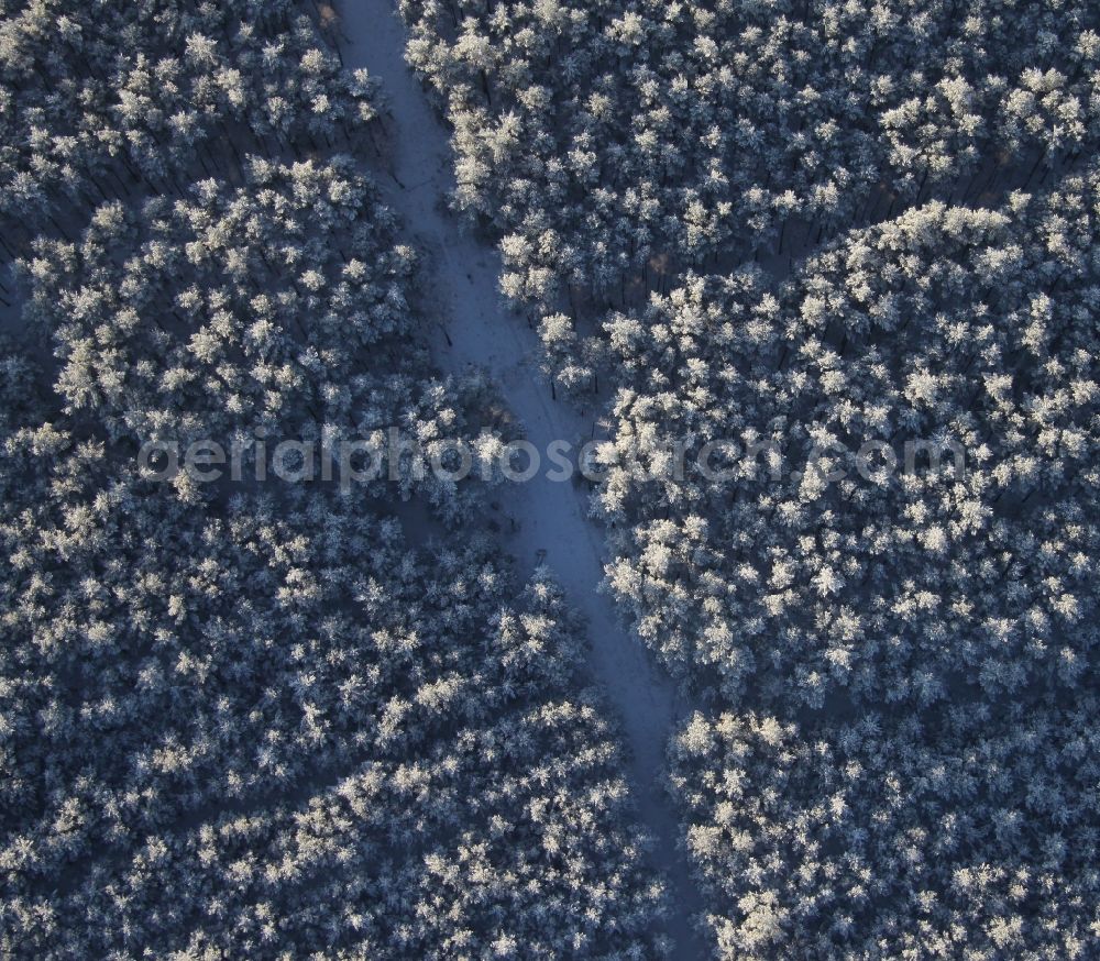 Eichhorst from the bird's eye view: Wintry snowy Treetops in a wooded area in Eichhorst in the state Brandenburg