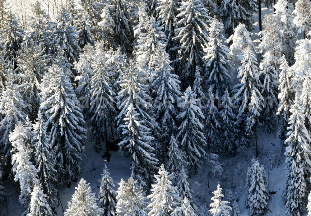 Katzhütte from the bird's eye view: Wintry snowy treetops in a wooded area in Katzhuette in the state Thuringia