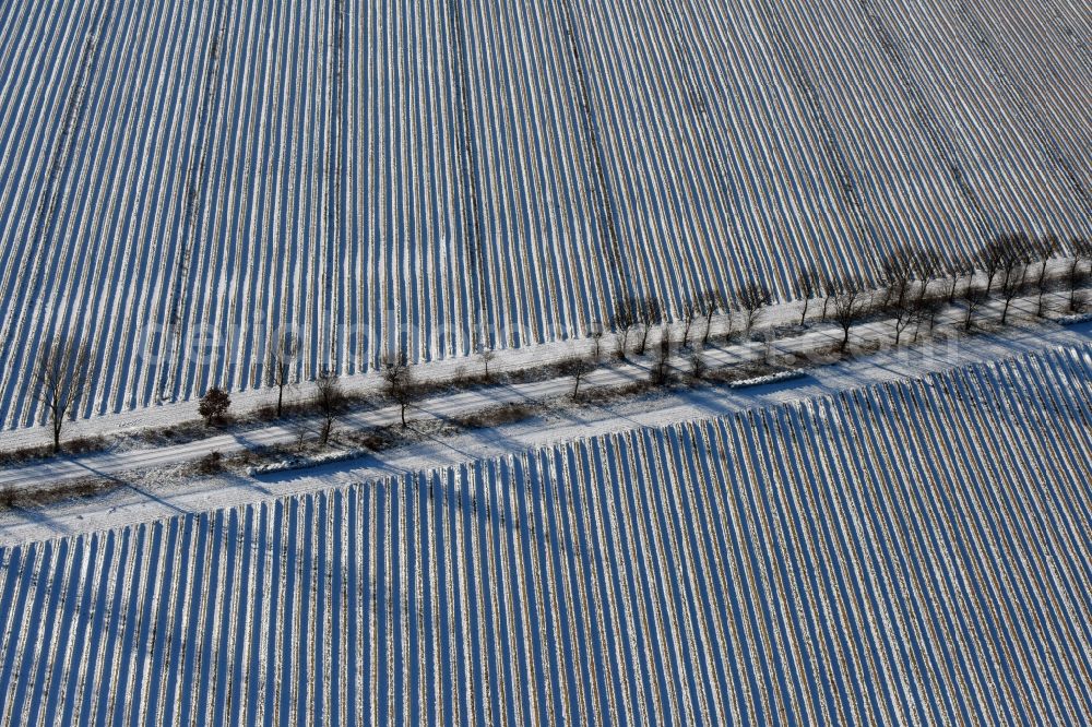 Aerial image Roskow - Winterly snowy rows with asparagus growing on field surfaces with a tree-lined road whose trees cast long shadows in Luenow in the state Brandenburg