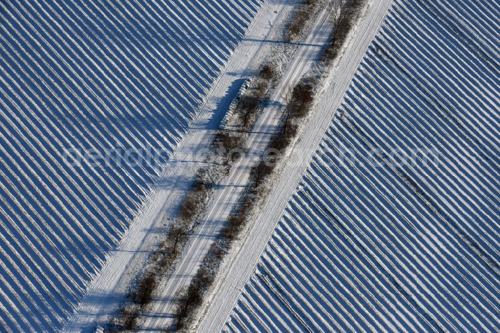 Aerial photograph Roskow - Winterly snowy rows with asparagus growing on field surfaces with a tree-lined road whose trees cast long shadows in Luenow in the state Brandenburg