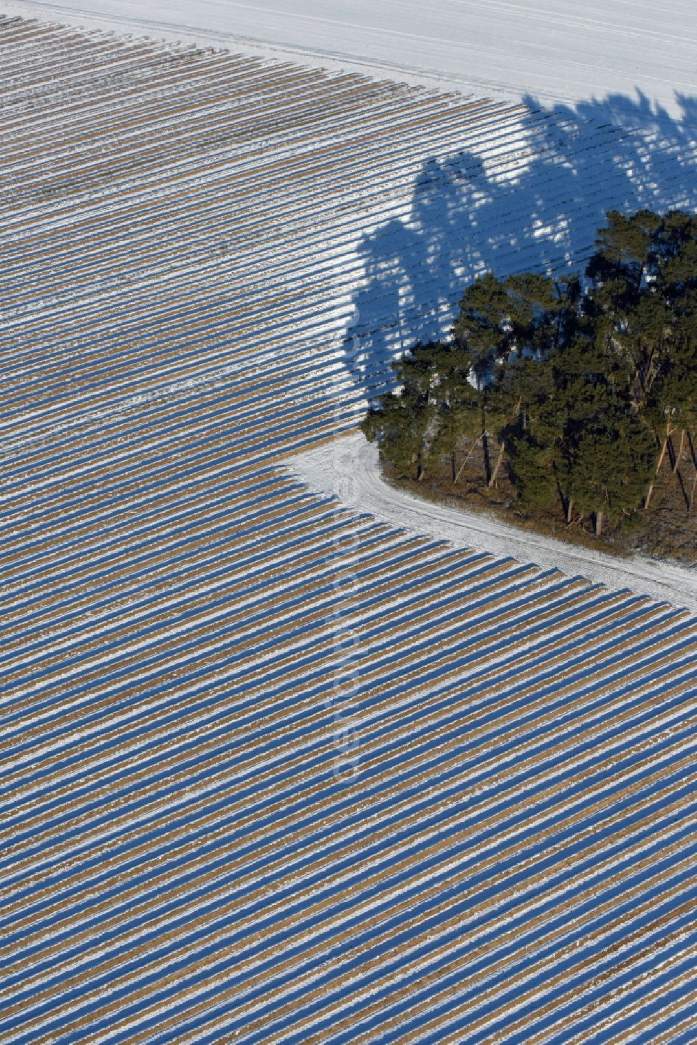 Roskow from above - Winterly snowy rows with asparagus growing on field surfaces with a small forestland whose trees cast long shadows in Luenow in the state Brandenburg