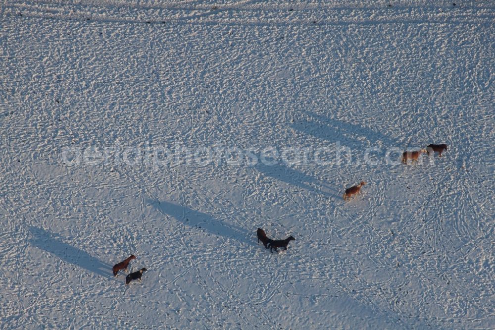 Scheibenhard from above - Wintery snow- covered structures on agricultural fields with herd of brown horses in Scheibenhard in Grand Est, France