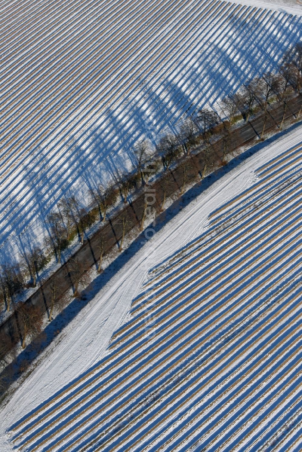 Roskow from above - Winterly snowy rows with asparagus growing on field surfaces and tree-linde road whose trees cast long shadows in Luenow in the state Brandenburg