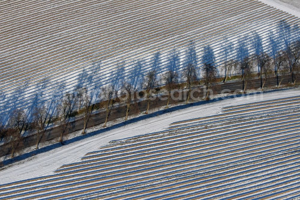 Roskow from the bird's eye view: Winterly snowy rows with asparagus growing on field surfaces and tree-linde road whose trees cast long shadows in Luenow in the state Brandenburg