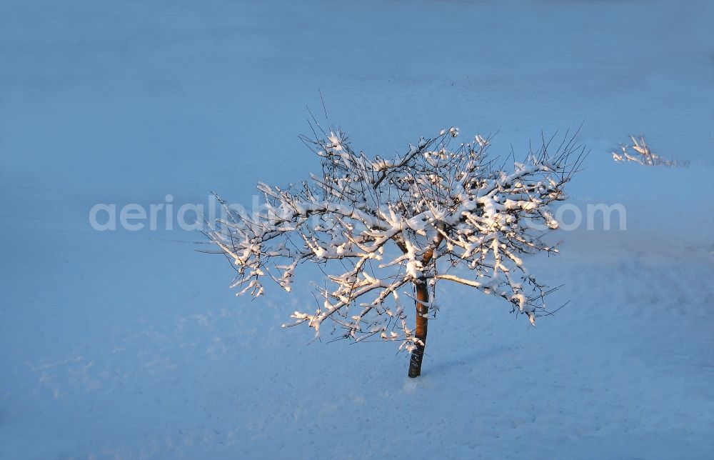 Aerial photograph Duben - Wintry snowy Tree on a field in Duben in the state Brandenburg