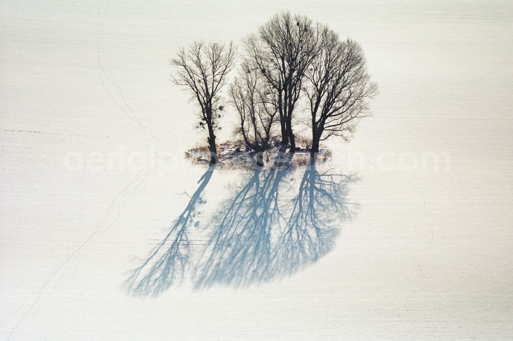 Netzen from the bird's eye view: Wintry snowy Island of trees in a field in Netzen in the state Brandenburg, Germany