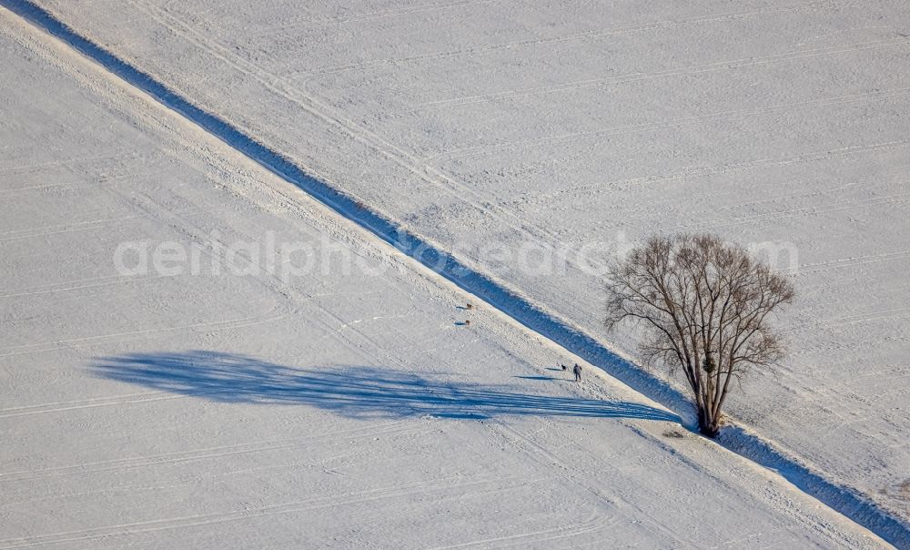 Osttünnen from the bird's eye view: Wintry snowy tree with shadow forming by light irradiation on a field in Osttuennen at Ruhrgebiet in the state North Rhine-Westphalia, Germany