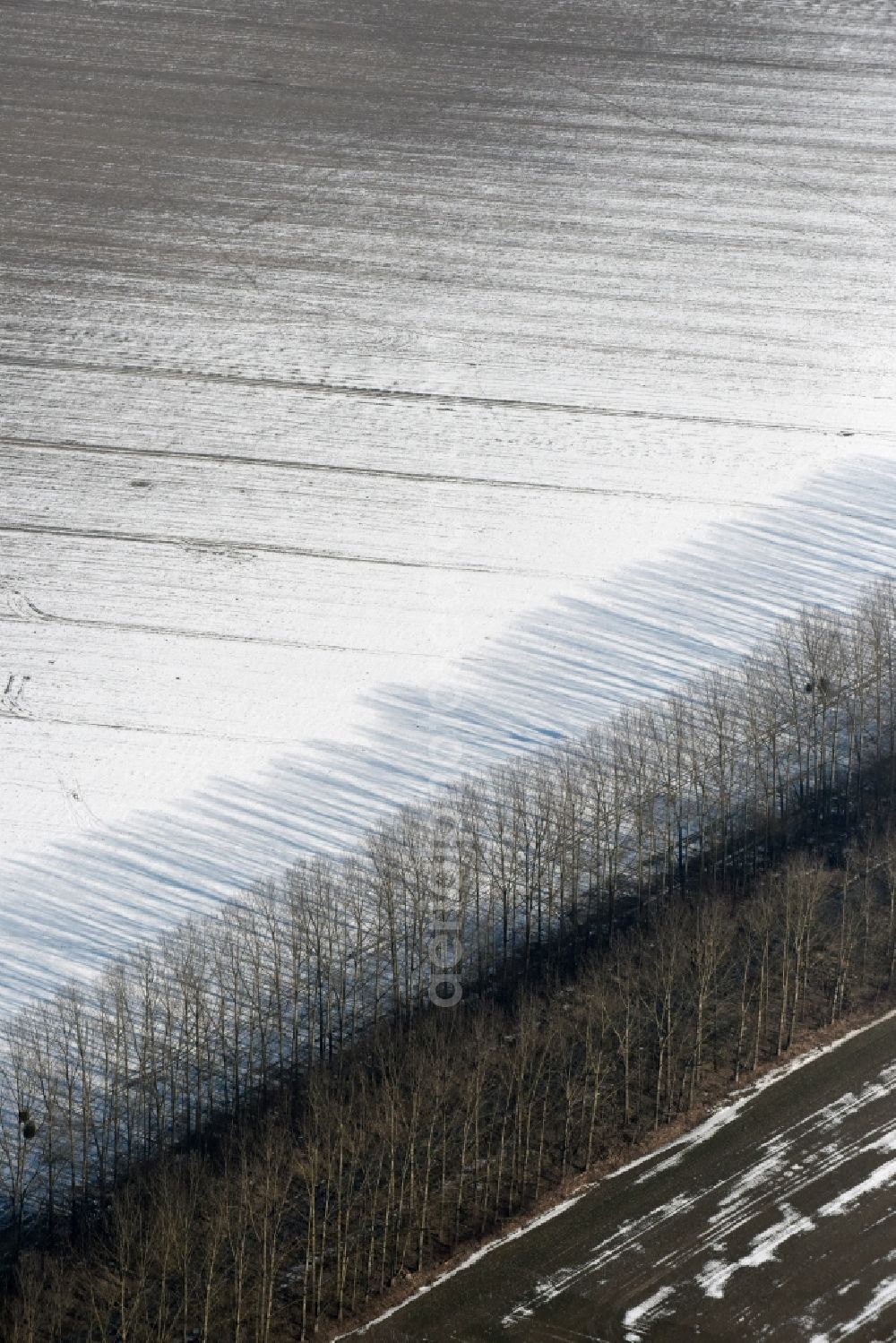 Willmersdorf from above - Wintry snowy Row of trees on a country road on a field edge in Willmersdorf in the state Brandenburg