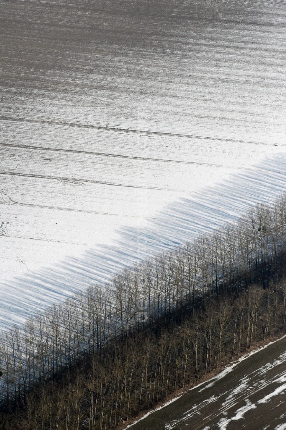 Willmersdorf from the bird's eye view: Wintry snowy Row of trees on a country road on a field edge in Willmersdorf in the state Brandenburg