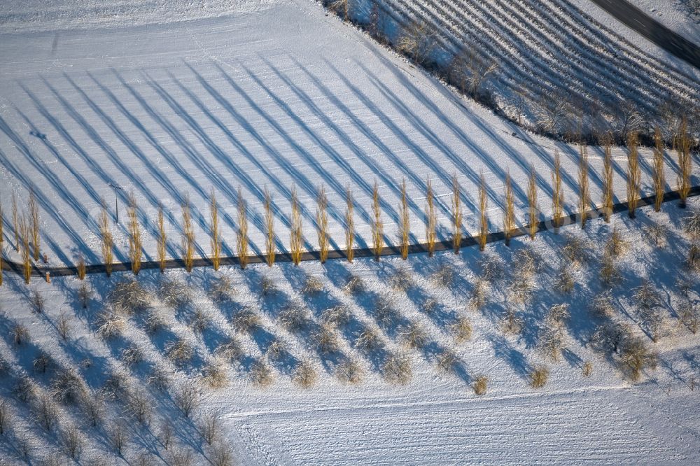 Lauda-Königshofen from the bird's eye view: Wintry snowy tree with shadow forming by light irradiation on a field in Lauda-Koenigshofen in the state Baden-Wuerttemberg, Germany