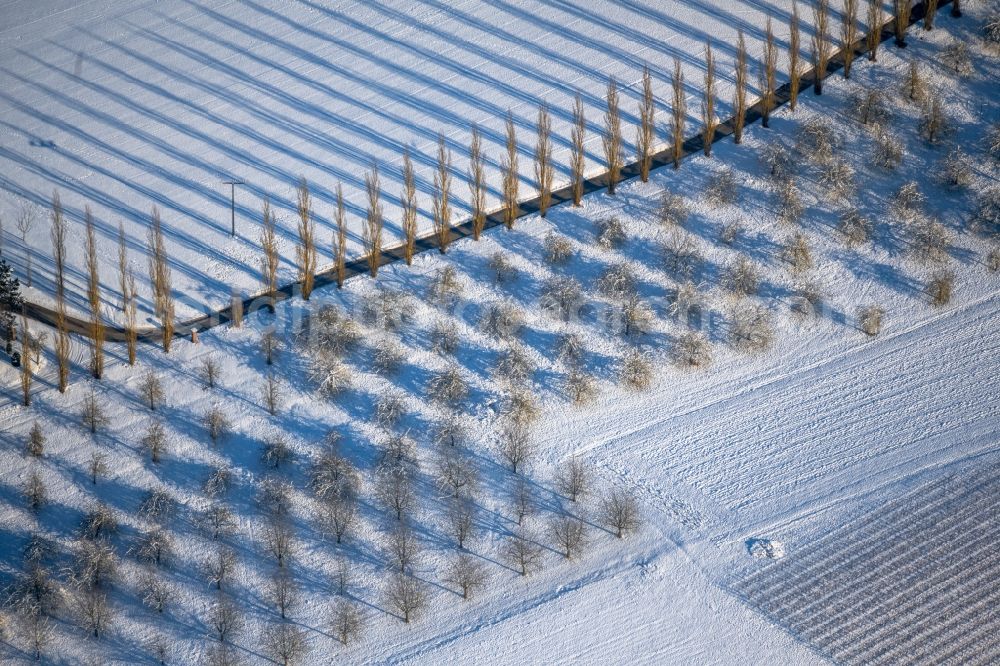 Aerial image Lauda-Königshofen - Wintry snowy tree with shadow forming by light irradiation on a field in Lauda-Koenigshofen in the state Baden-Wuerttemberg, Germany