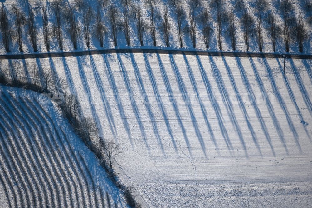 Lauda-Königshofen from above - Wintry snowy tree with shadow forming by light irradiation on a field in Lauda-Koenigshofen in the state Baden-Wuerttemberg, Germany