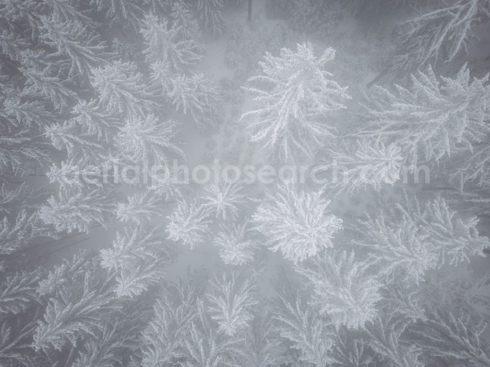 Gelenau/Erzgeb. from above - Wintry snowy treetops in a wooded area in Gelenau/Erzgeb. in the Ore Mountains in the state Saxony, Germany