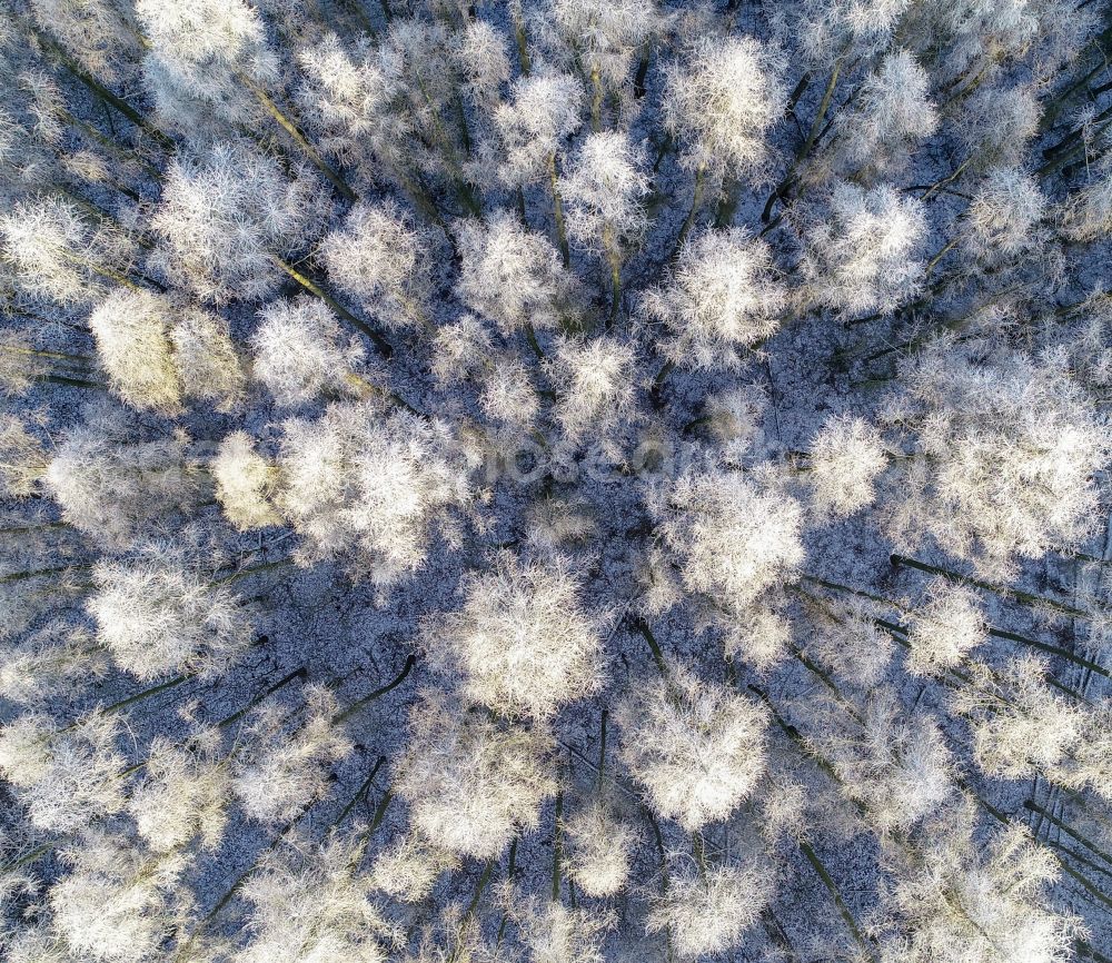 Aerial photograph Treplin - Wintry snowy treetops in a wooded area in Treplin in the state Brandenburg, Germany