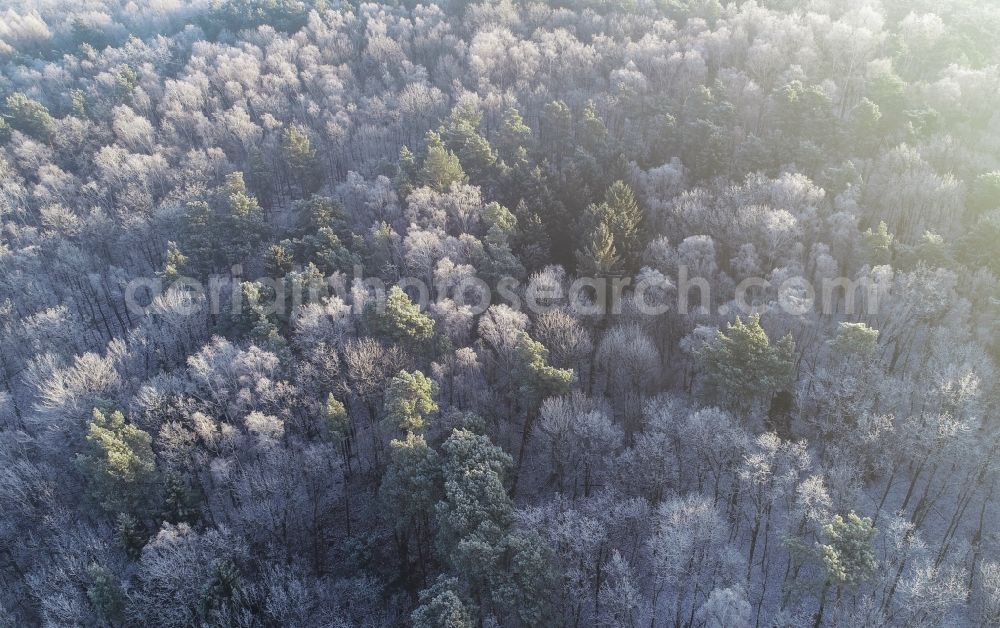 Aerial image Treplin - Wintry snowy treetops in a wooded area in Treplin in the state Brandenburg, Germany