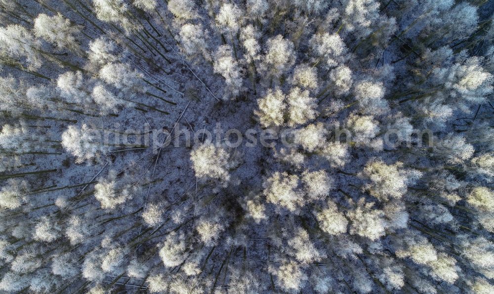 Aerial photograph Treplin - Wintry snowy treetops in a wooded area in Treplin in the state Brandenburg, Germany