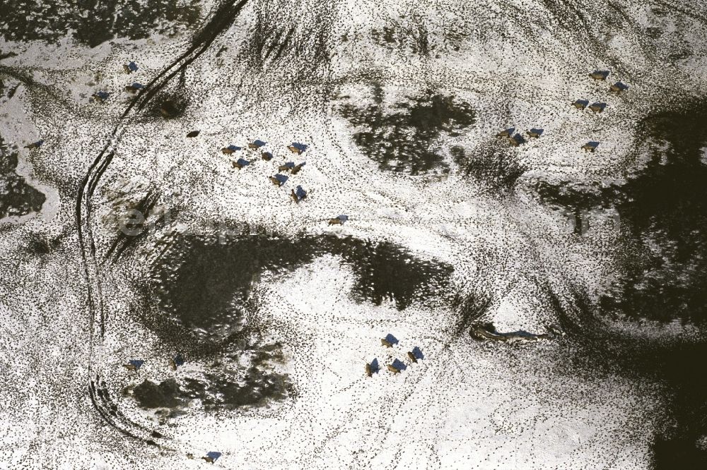 Seefeld-Löhme from the bird's eye view: Wintry snowy animal tracks imprinted path structures on agricultural fields in Seefeld-Loehme in the state Brandenburg, Germany