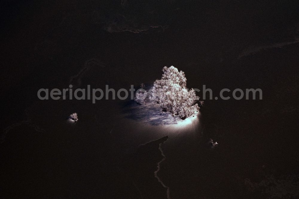 Aerial photograph Hohenwutzen - Wintry snowy trees on the banks of the river course of Oder in Hohenwutzen in the state Brandenburg, Germany