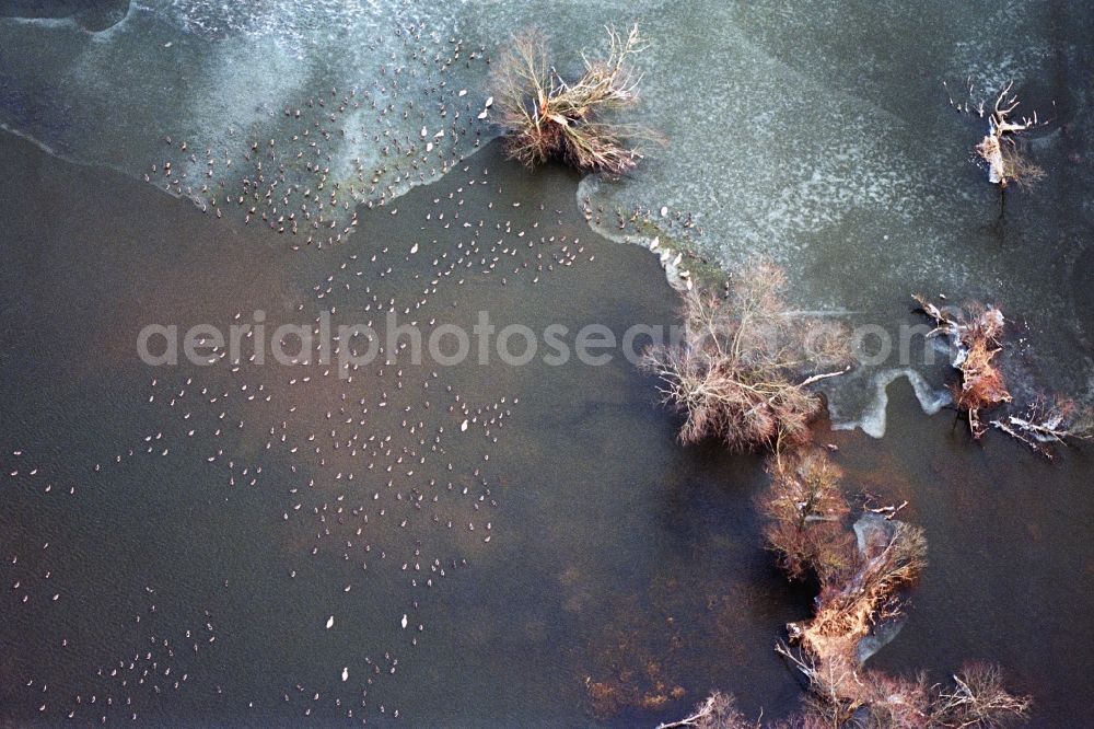 Küstriner Vorland from above - Wintry in ice stucking trees on the banks of the river course of Oder at Kuestriner Vorland in the state Brandenburg, Germany