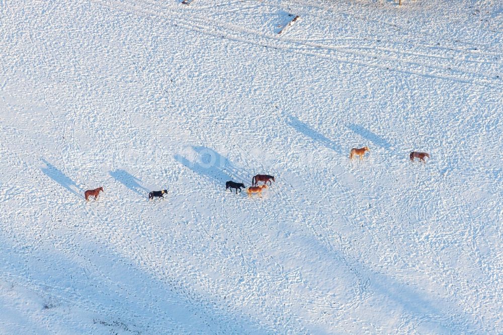 Aerial image Néewiller-prés-Lauterbourg - Wintry snowy area-structures meadow with horses in Neewiller-pres-Lauterbourg in Grand Est, France