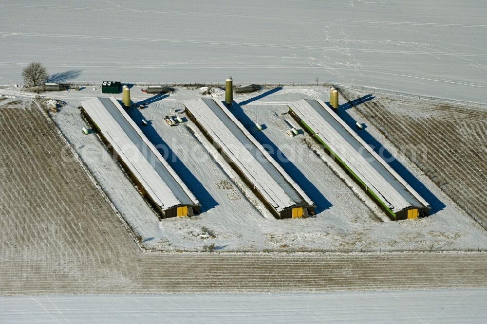 Aerial photograph Bartmannshagen - Wintry snowy animal breeding equipment Livestock breeding for meat production in Bartmannshagen in the state Mecklenburg - Western Pomerania, Germany