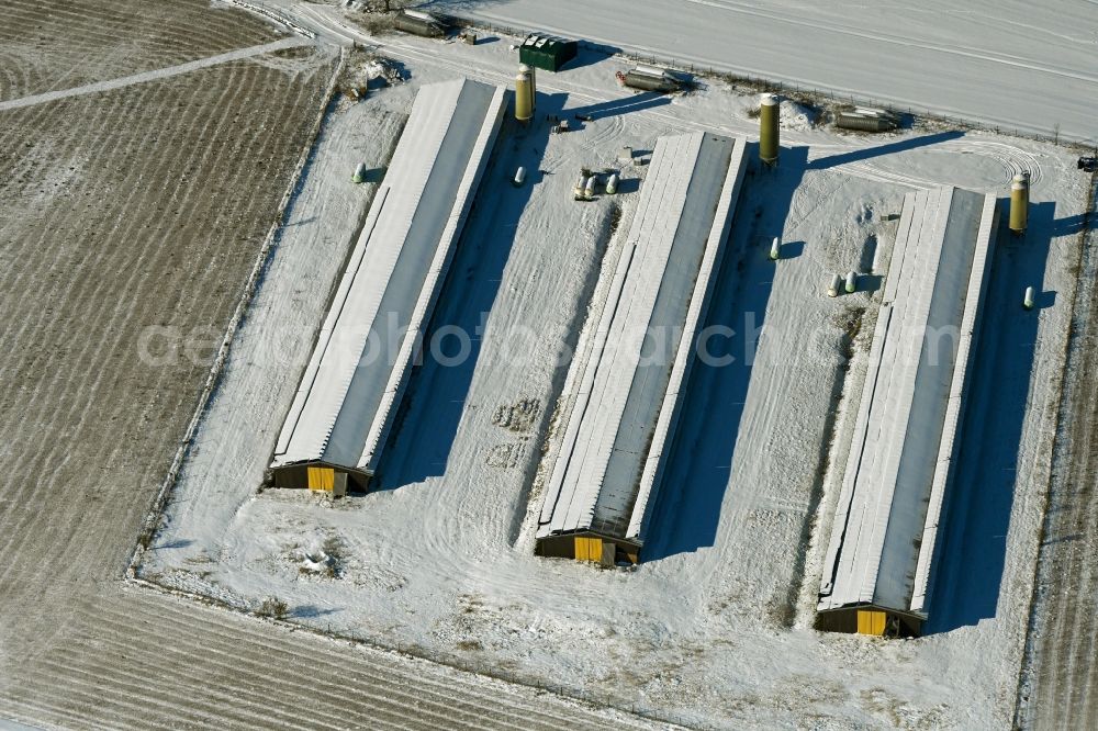 Bartmannshagen from above - Wintry snowy animal breeding equipment Livestock breeding for meat production in Bartmannshagen in the state Mecklenburg - Western Pomerania, Germany