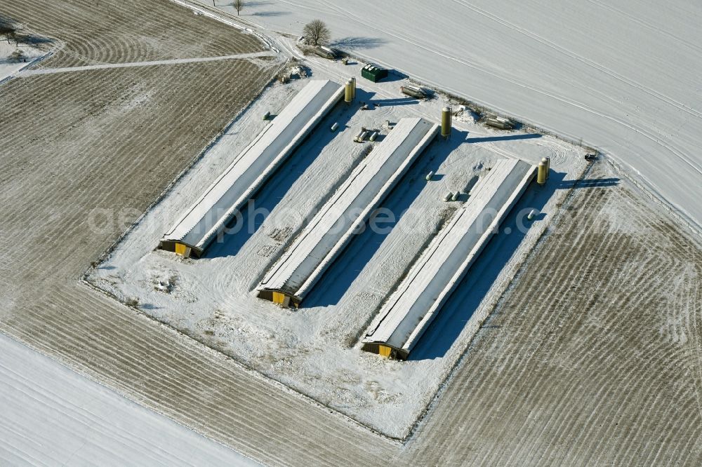 Bartmannshagen from the bird's eye view: Wintry snowy animal breeding equipment Livestock breeding for meat production in Bartmannshagen in the state Mecklenburg - Western Pomerania, Germany