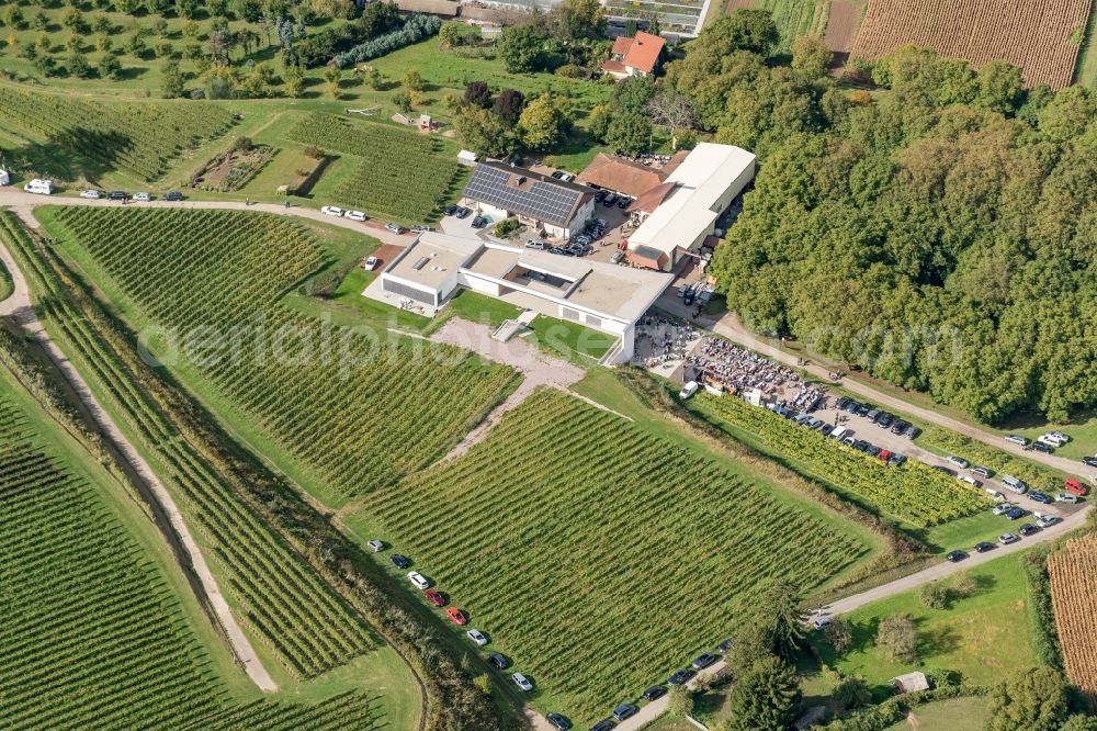 Aerial image Ettenheim - Fields of wine cultivation landscape in Ettenheim in the state Baden-Wuerttemberg, Germany