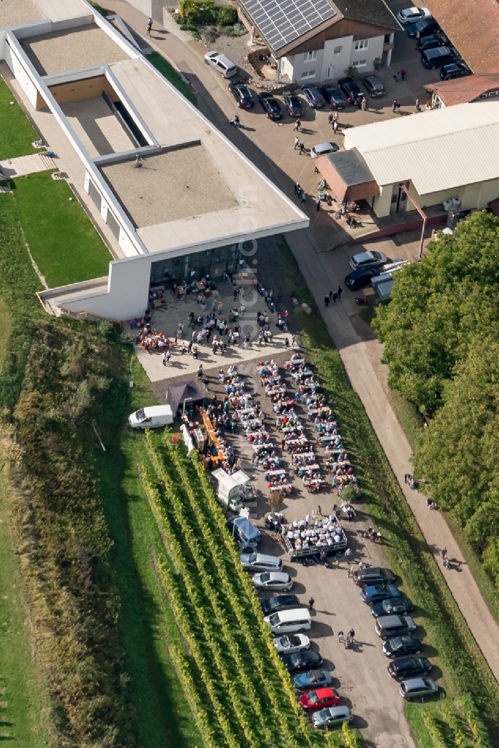 Ettenheim from the bird's eye view: Fields of wine cultivation landscape in Ettenheim in the state Baden-Wuerttemberg, Germany