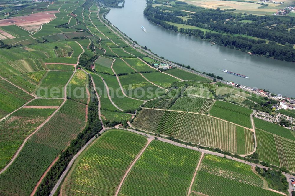 Nierstein from the bird's eye view: Vintners rows of vines in the vineyards on the slopes of the banks of the Rhine at Nierstein in Rhineland-Palatinate