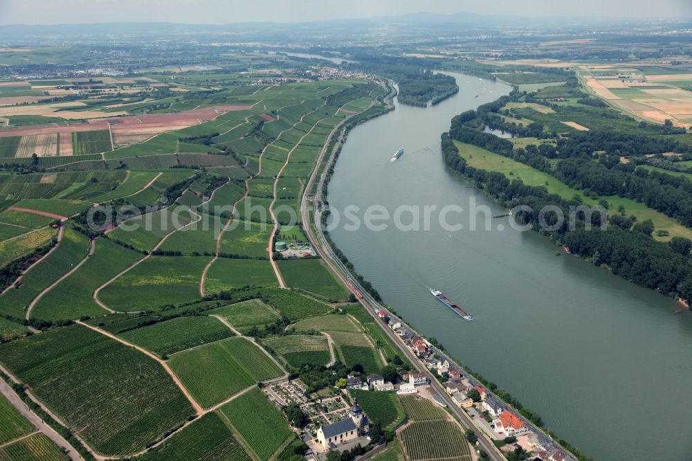 Aerial image Nierstein - Vintners rows of vines in the vineyards on the slopes of the banks of the Rhine at Nierstein in Rhineland-Palatinate