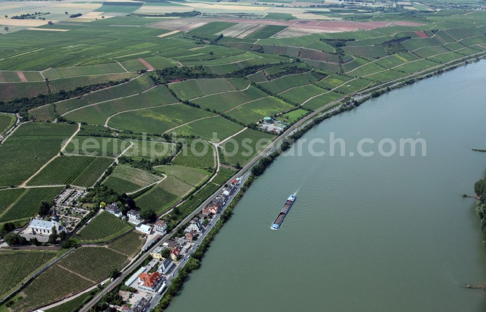 Aerial photograph Nierstein - Vintners rows of vines in the vineyards on the slopes of the banks of the Rhine at Nierstein in Rhineland-Palatinate