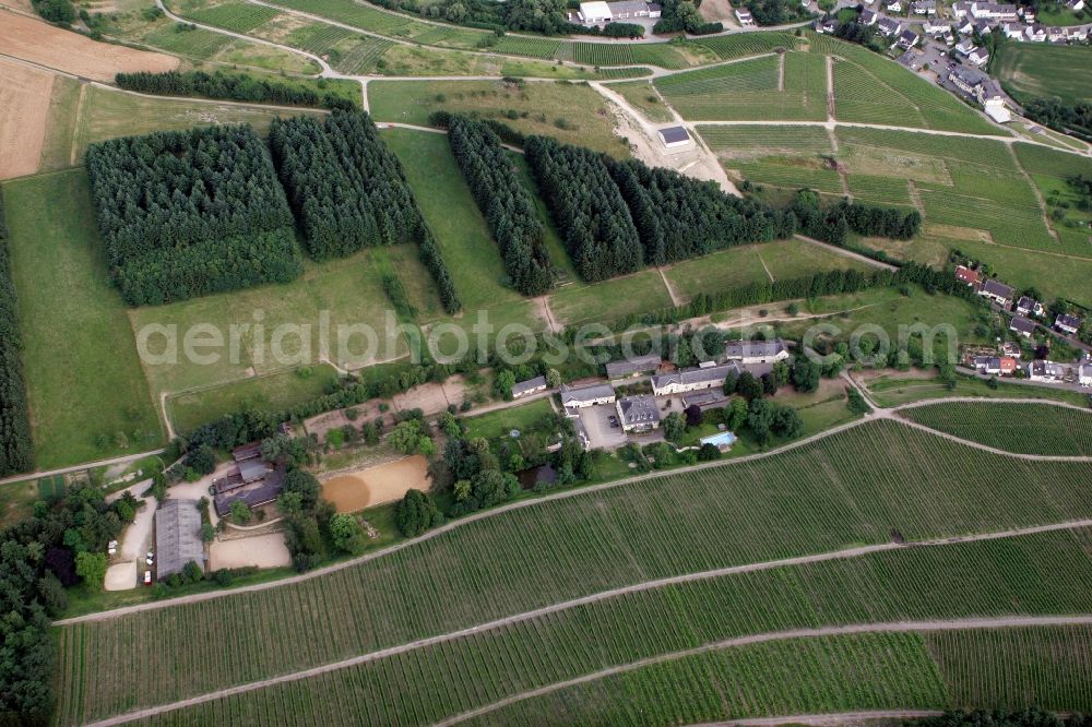 Trier Eitelsbach from the bird's eye view: Winery Bert instincts of the vineyards along the banks of the river Ruwer near Trier Eitelsbach in Rhineland-Palatinate