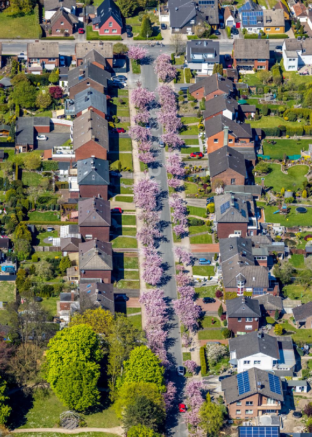 Hamm from the bird's eye view: Single-family residential area of settlement with pink spring blossoms on fruit trees on street Carl-Goerdeler-Strasse in Hamm at Ruhrgebiet in the state North Rhine-Westphalia, Germany