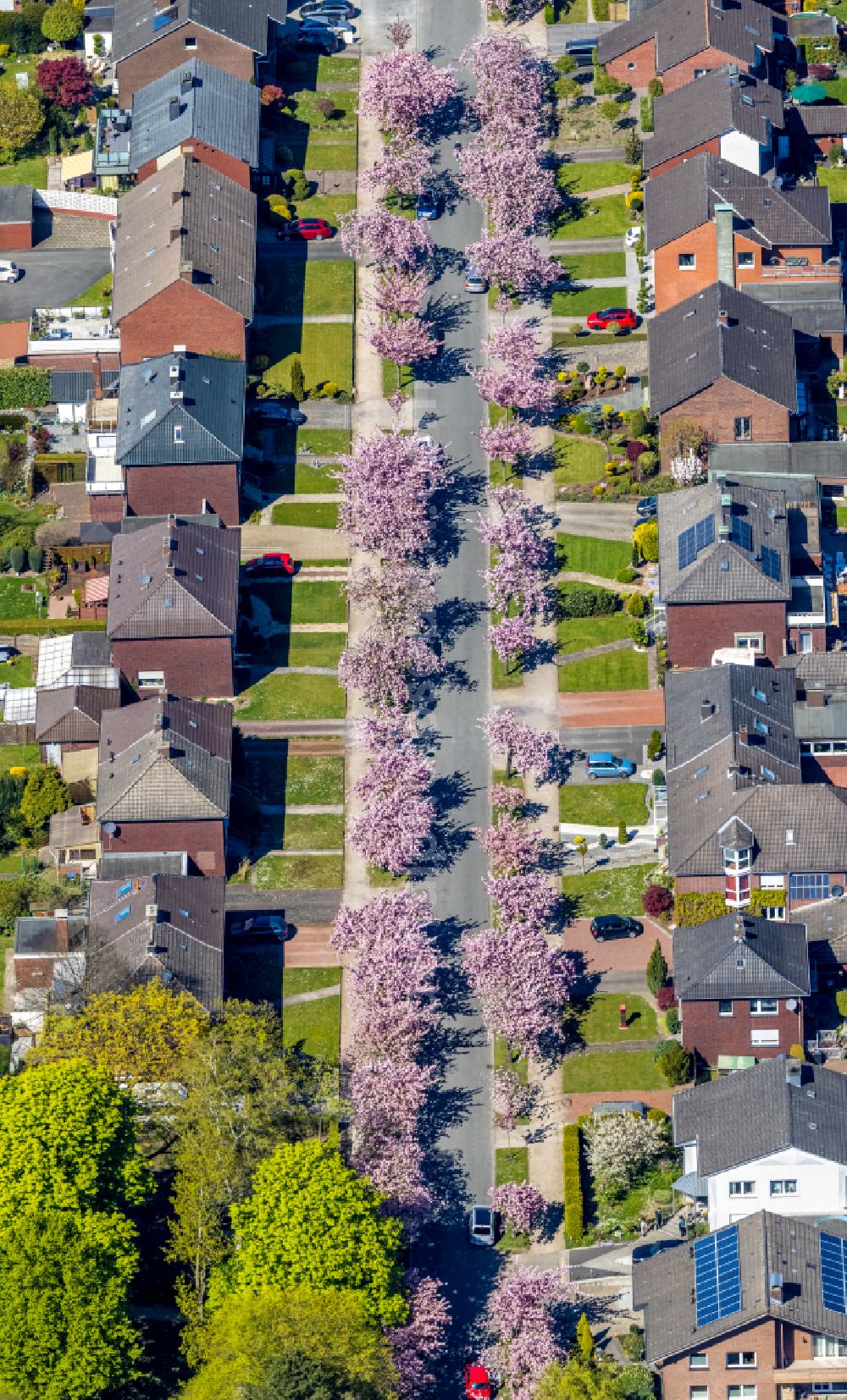 Aerial image Hamm - Single-family residential area of settlement with pink spring blossoms on fruit trees on street Carl-Goerdeler-Strasse in Hamm at Ruhrgebiet in the state North Rhine-Westphalia, Germany