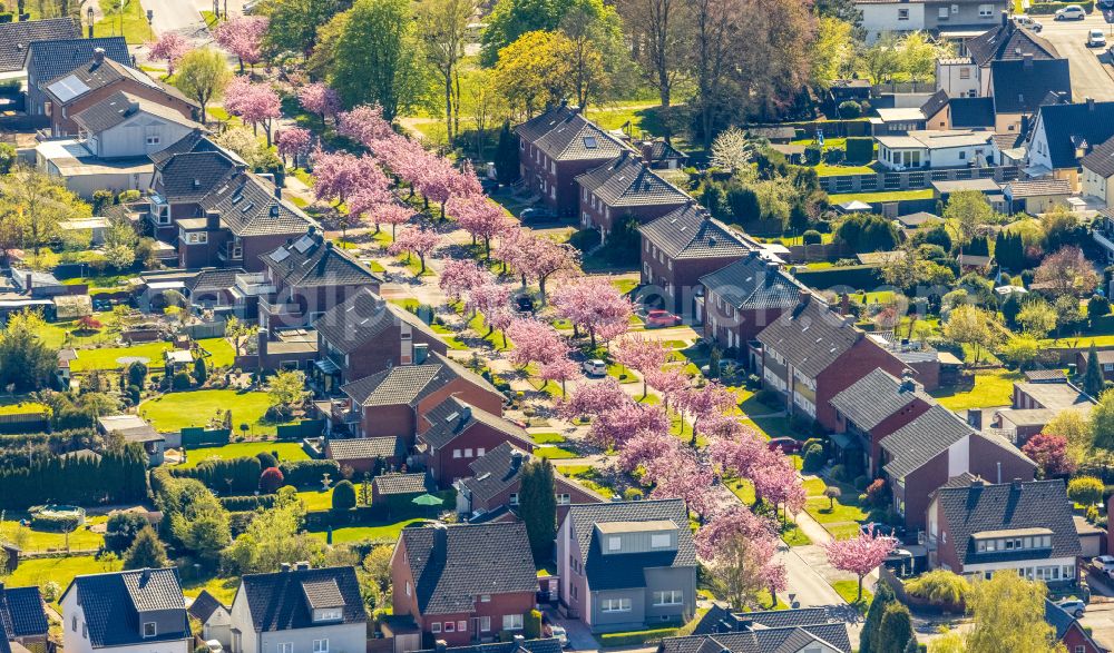 Aerial photograph Hamm - Single-family residential area of settlement with pink spring blossoms on fruit trees on street Carl-Goerdeler-Strasse in Hamm at Ruhrgebiet in the state North Rhine-Westphalia, Germany