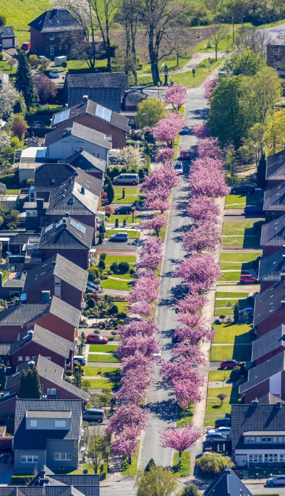 Hamm from above - Single-family residential area of settlement with pink spring blossoms on fruit trees on street Carl-Goerdeler-Strasse in Hamm at Ruhrgebiet in the state North Rhine-Westphalia, Germany