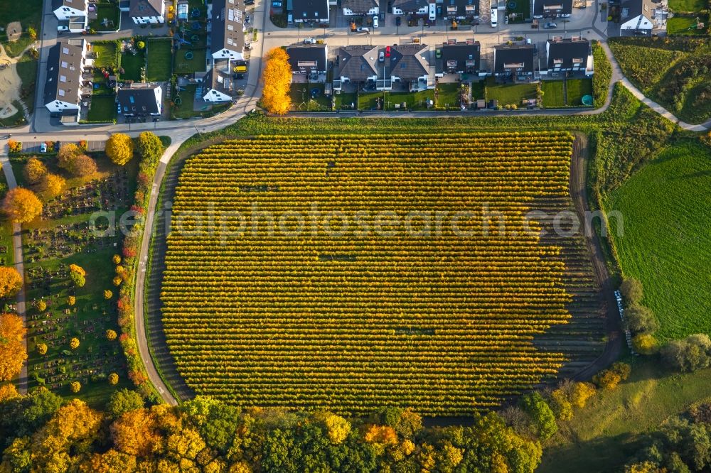 Gladbeck from above - Residential area and autumnal surrounding area along Hegestrasse in the West of Gladbeck in the state of North Rhine-Westphalia