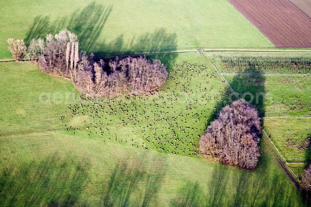 Aerial image Freimersheim (Pfalz) - Two groups of trees with shadow forming by light irradiation on a field in the district Eckel in Freimersheim (Pfalz) in the state Rhineland-Palatinate