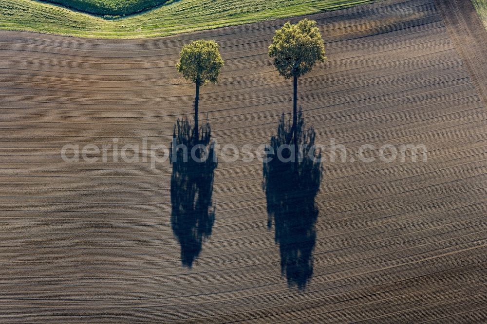 Vilsheim from above - Two oaks with curtains of shadow on the field in Vilsheim in Bavaria in Vilsheim in Bavaria