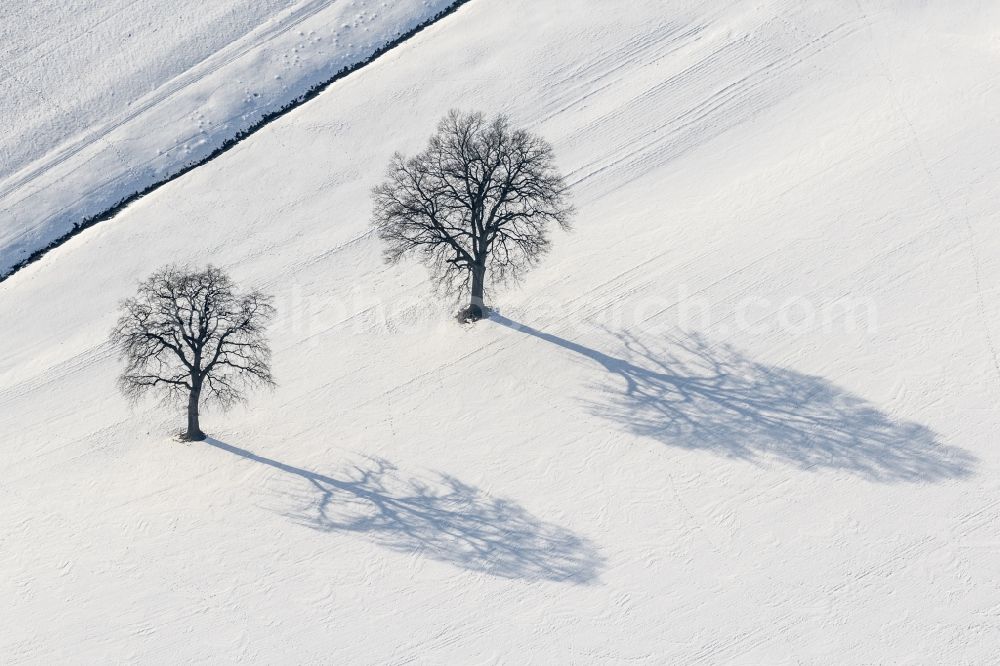 Aerial photograph Vilsheim - Two oaks on snowy field at Unterfroschham at Vilsheim in Bavaria