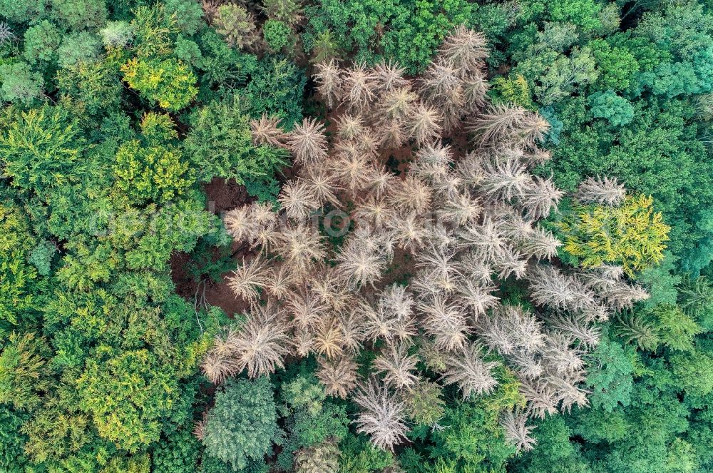 Vertical aerial photograph Sieversdorf - Vertical aerial view from the satellite perspective of the tree dying and forest dying with skeletons of dead trees in the remnants of a forest area in Sieversdorf in the state Brandenburg, Germany