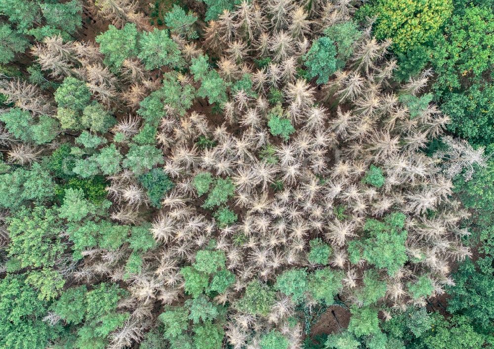 Vertical aerial photograph Sieversdorf - Vertical aerial view from the satellite perspective of the tree dying and forest dying with skeletons of dead trees in the remnants of a forest area in Sieversdorf in the state Brandenburg, Germany