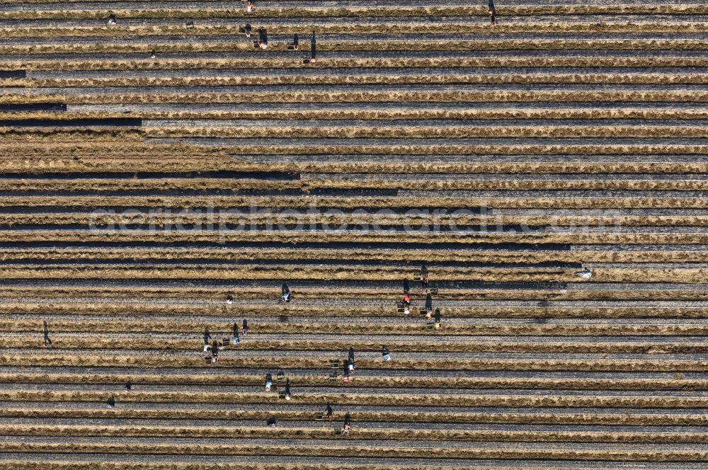 Vertical aerial photograph Titz - Vertical aerial view from the satellite perspective of the Working with harvesters on agricultural field rows in Erkelenz in the state North Rhine-Westphalia, Germany