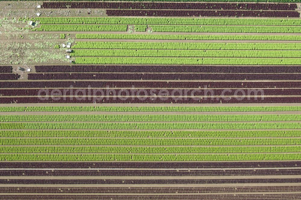 Vertical aerial photograph Bedburg - Vertical aerial view from the satellite perspective of the Working lettuce harvest with harvesters on agricultural field rows in Bedburg in the state North Rhine-Westphalia, Germany