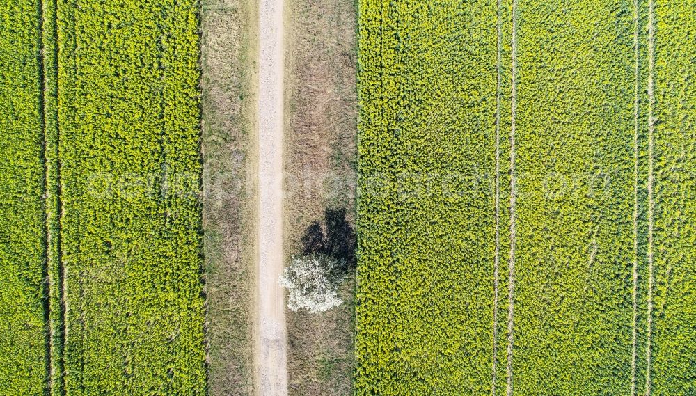 Vertical aerial photograph Arensdorf - Vertical aerial view from the satellite perspective of the row of trees in a field edge in Arensdorf in the state Brandenburg, Germany