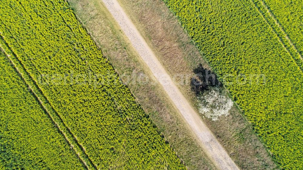 Vertical aerial photograph Arensdorf - Vertical aerial view from the satellite perspective of the row of trees in a field edge in Arensdorf in the state Brandenburg, Germany